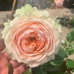 Gravity Rose