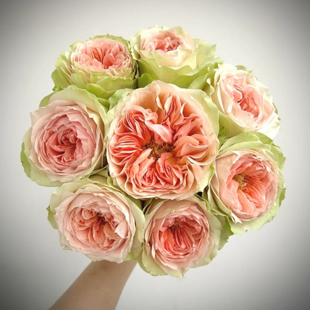 Gravity Rose