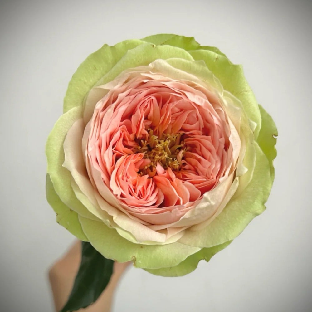 Gravity Rose