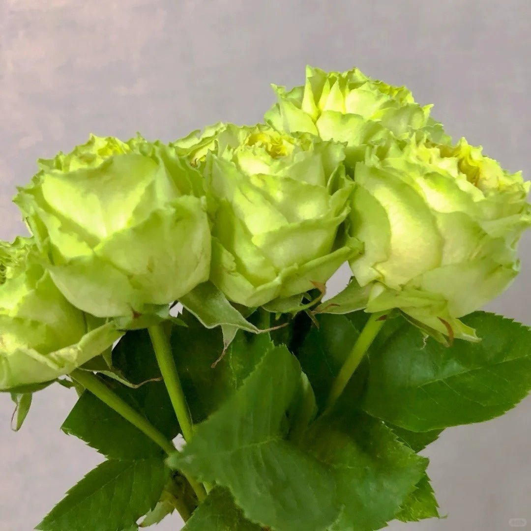 Green Eye Rose
