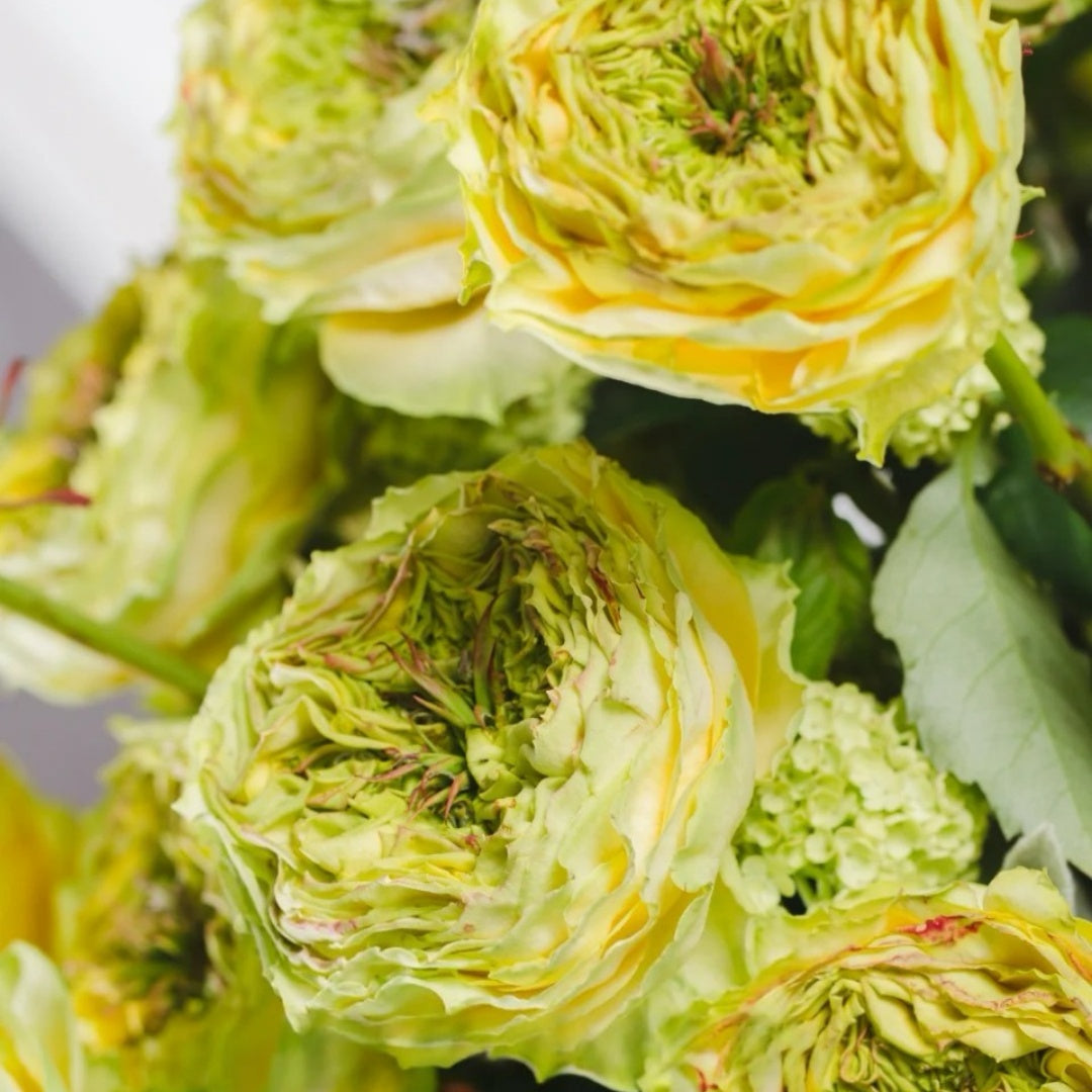 Green Eye Rose