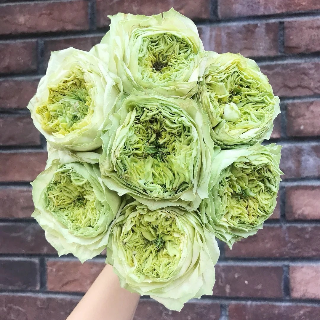 Green Eye Rose