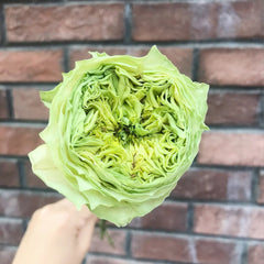 Green Eye Rose