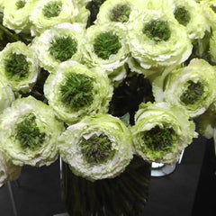 Green Eye Rose