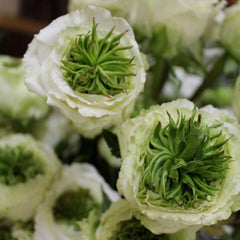Green Eye Rose