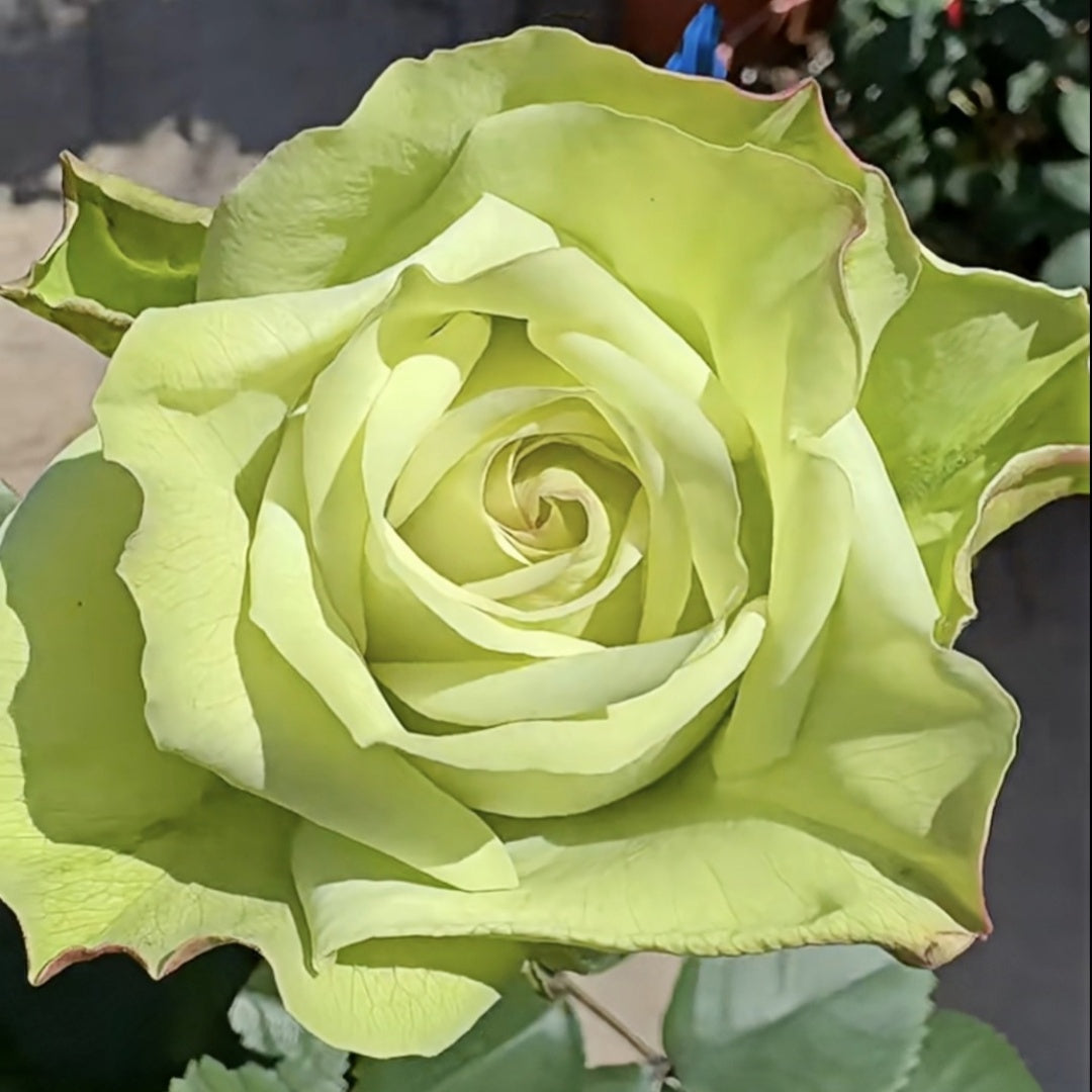 Green Fashion Rose