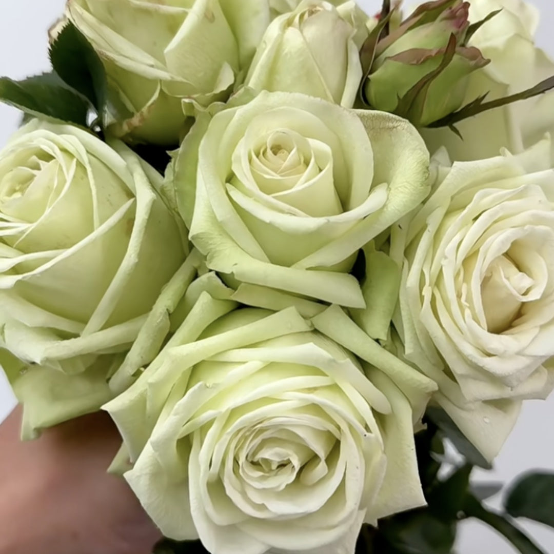 Green Fashion Rose