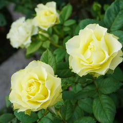 Green Planet Rose