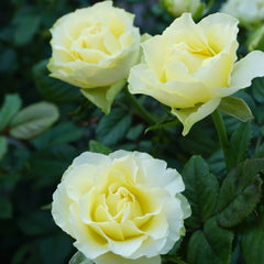 Green Planet Rose