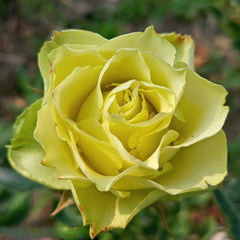 Green Planet Rose