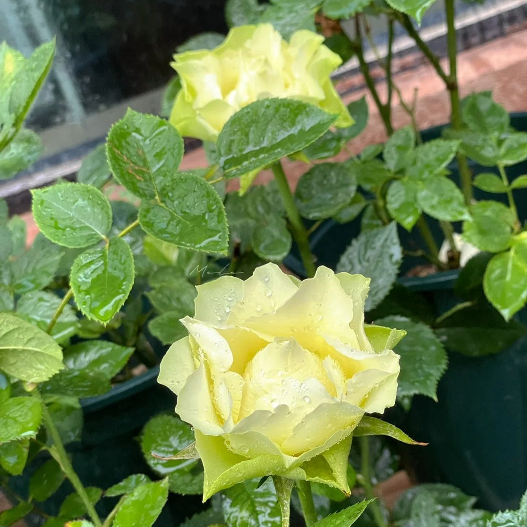 Green Planet Rose
