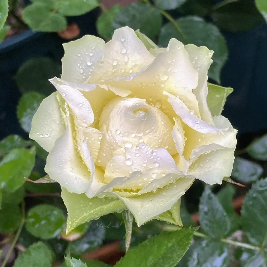 Green Planet Rose