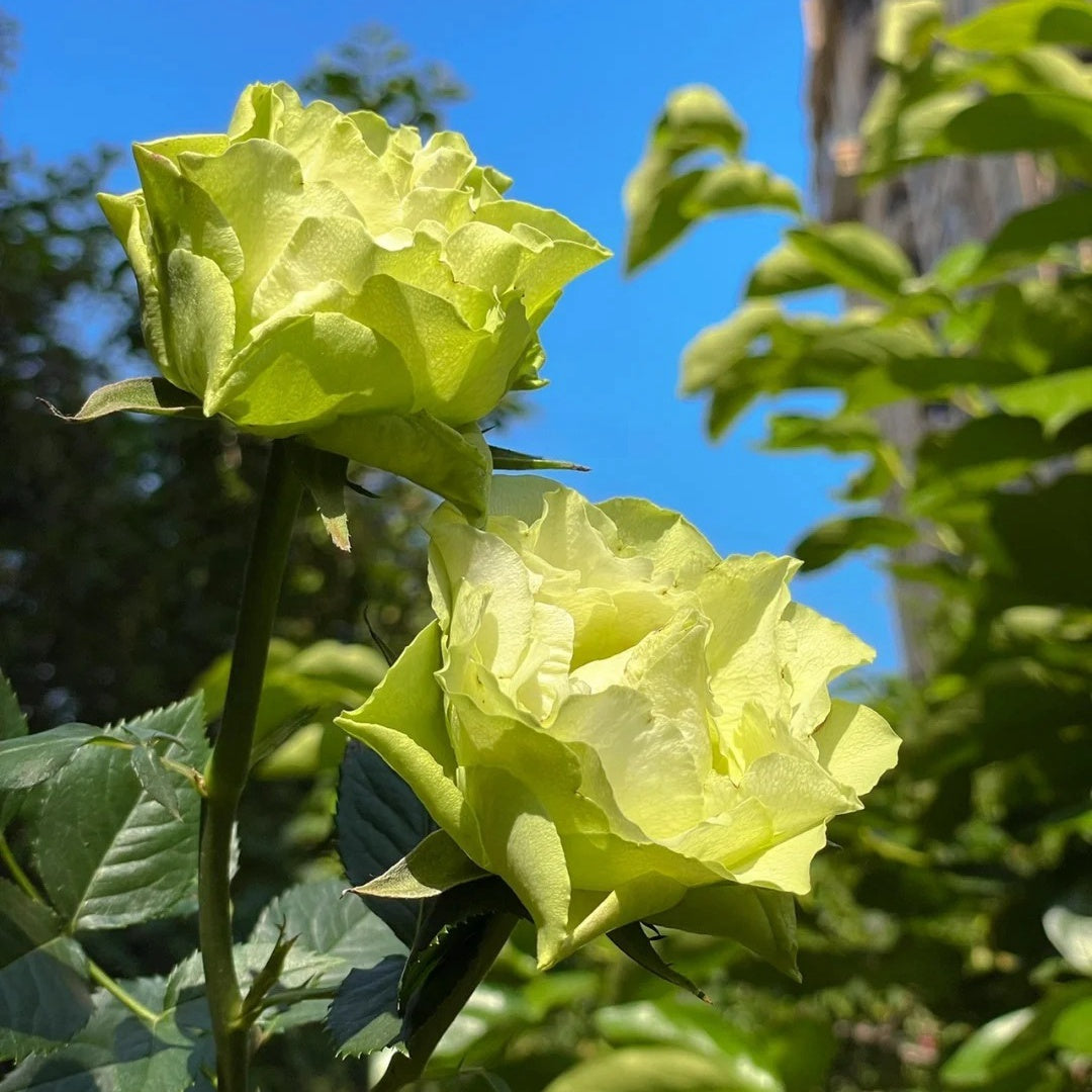 Green Planet Rose