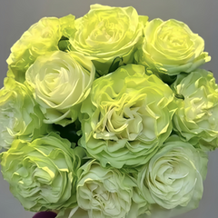 Green Heart Rose-绿色中心｜Japanese Cut Rose