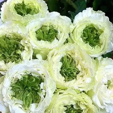 Green Heart Rose