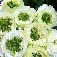 Green Heart Rose