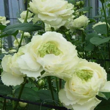 Green Heart Rose