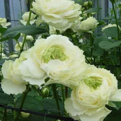 Green Heart Rose