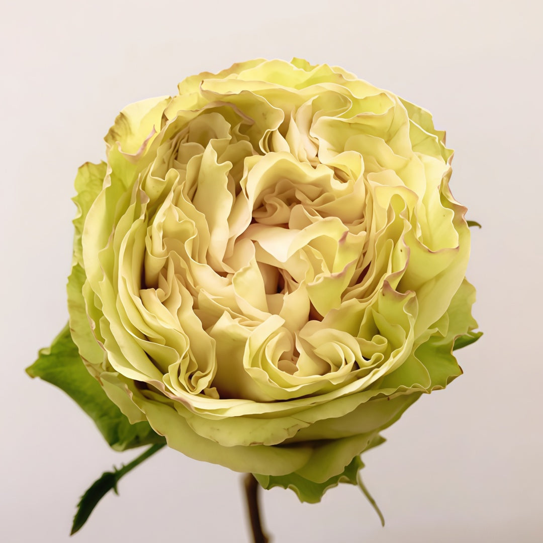 Green Mayra's Rose