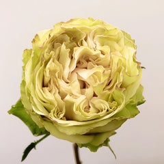 Green Mayra's Rose
