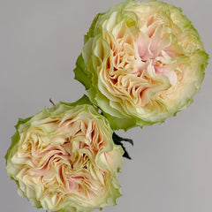 Green Mayra's Rose