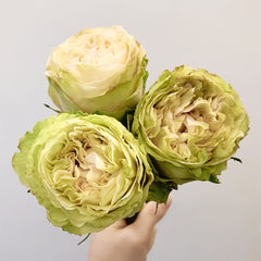 Green Mayra's Rose