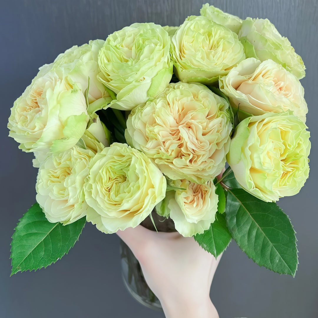Green Mayra's Rose