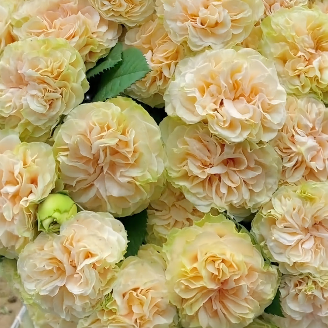 Green Mayra's Rose