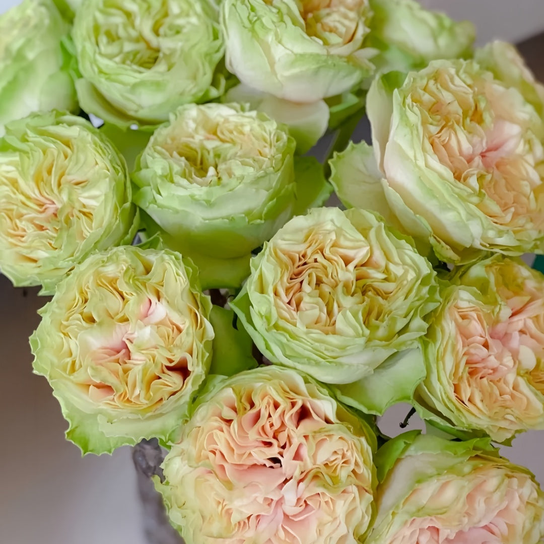 Green Mayra's Rose