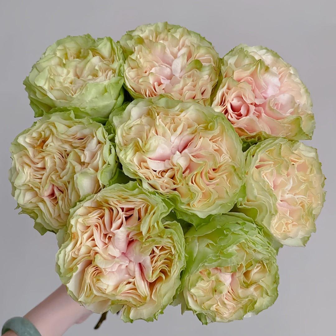Green Mayra's Rose