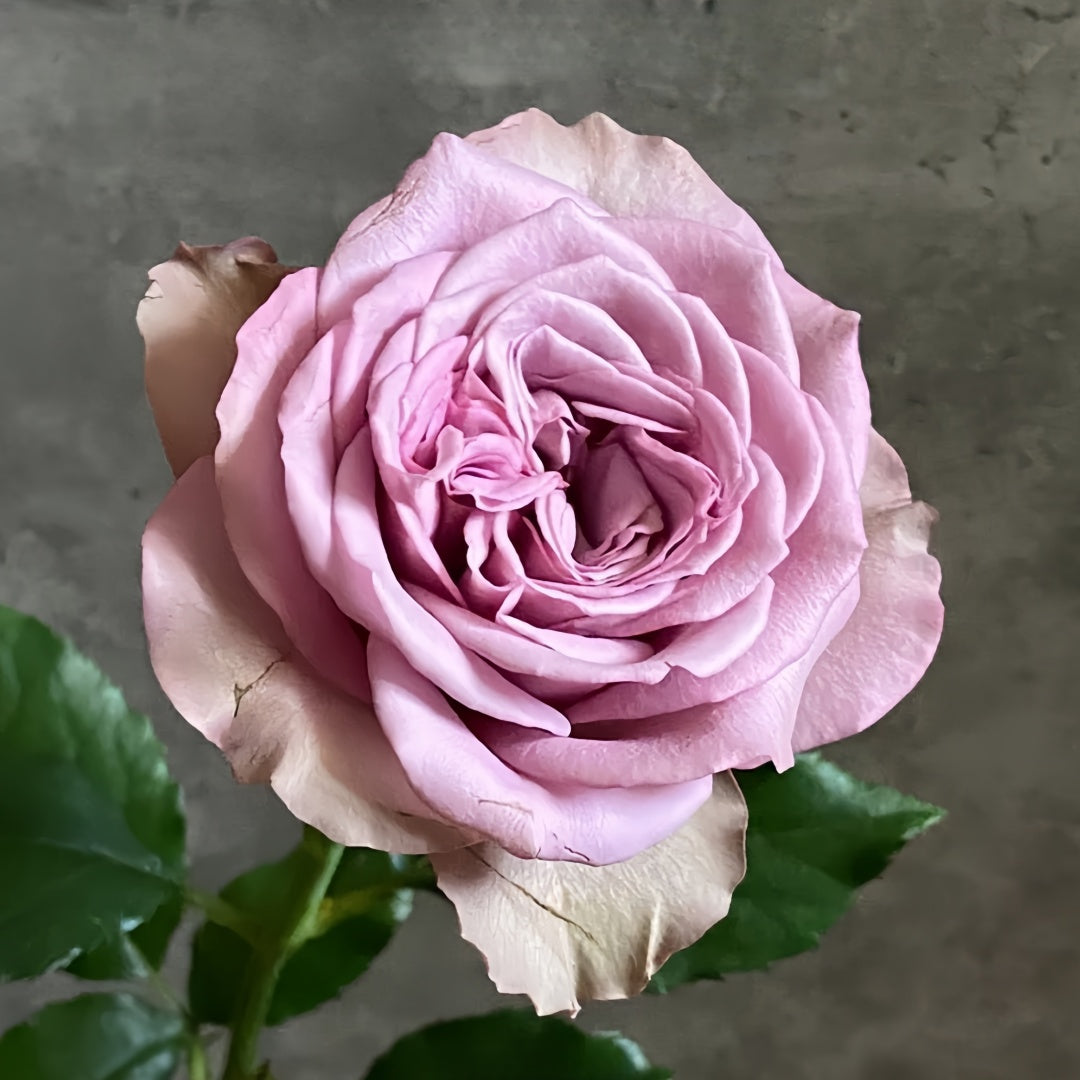 Grey knight Rose
