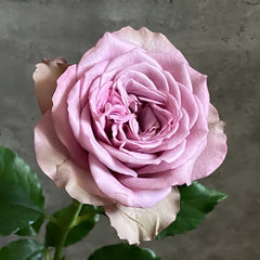 Grey knight Rose