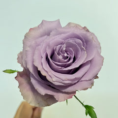 Grey knight Rose