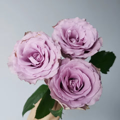 Grey knight Rose
