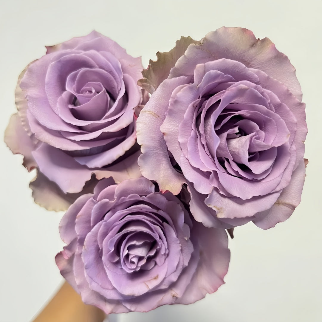 Grey knight Rose