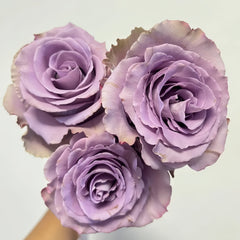 Grey knight Rose