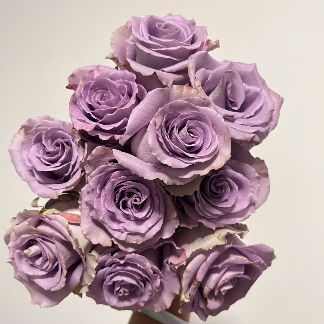 Grey knight Rose