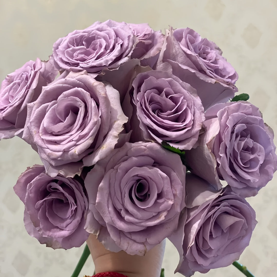 Grey knight Rose