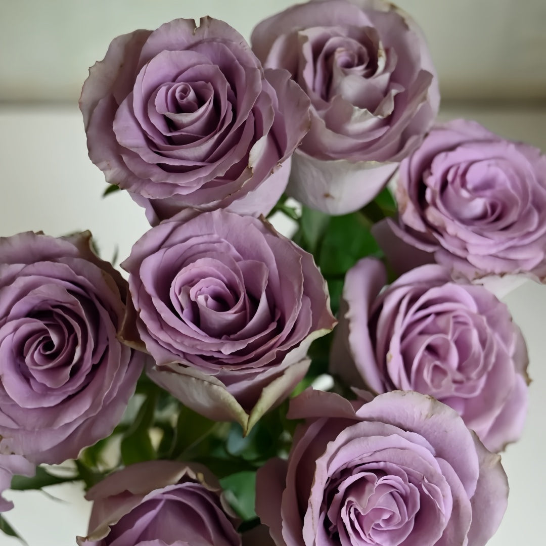 Grey knight Rose