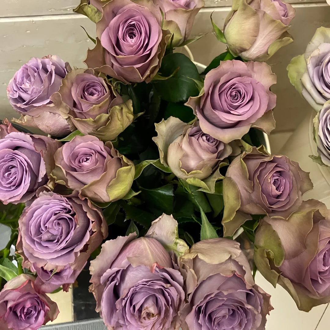 Grey knight Rose