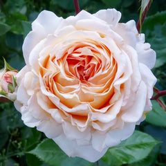Großherzogin Luise Rose