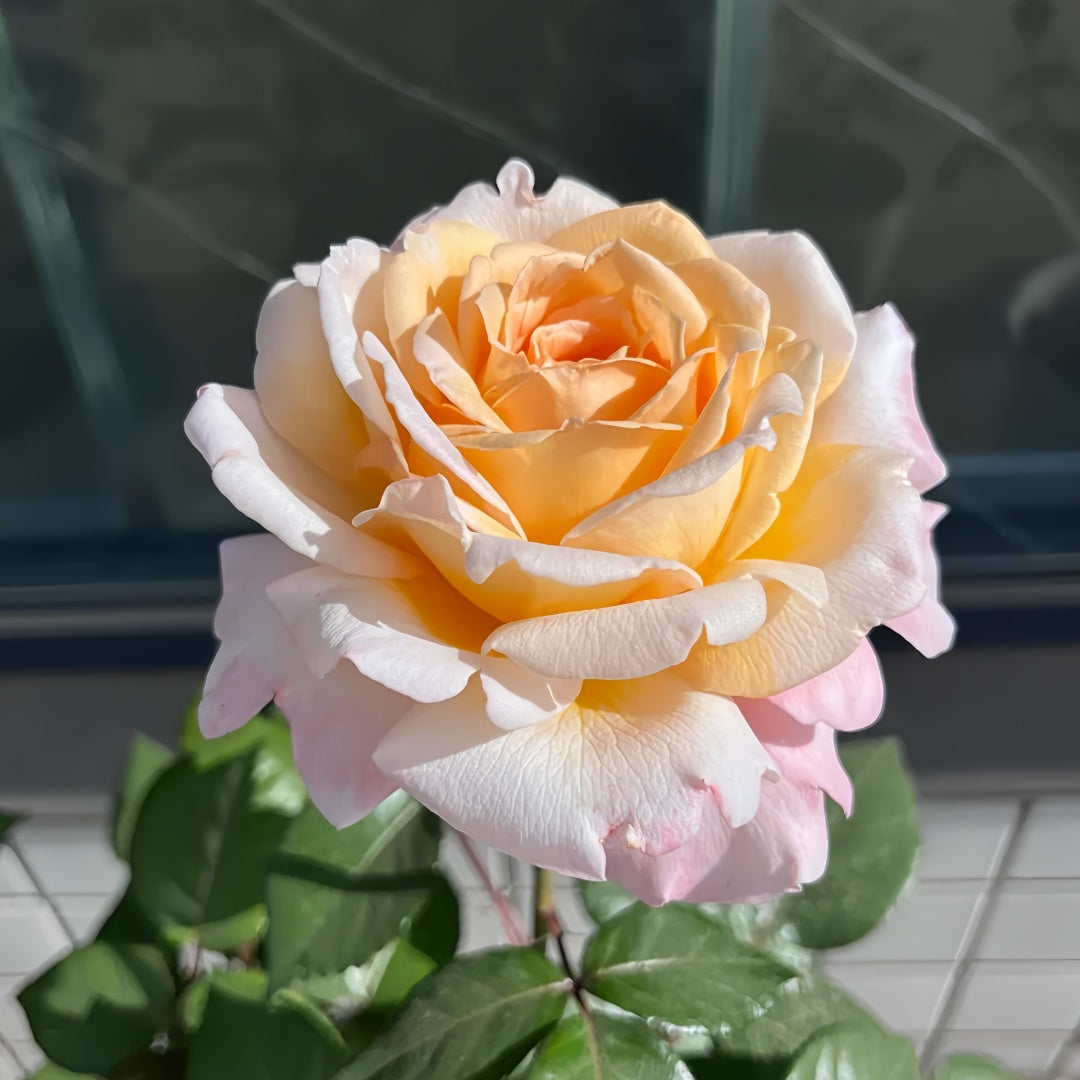 Großherzogin Luise Rose