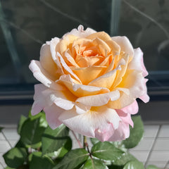 Großherzogin Luise Rose