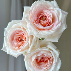 Großherzogin Luise Rose