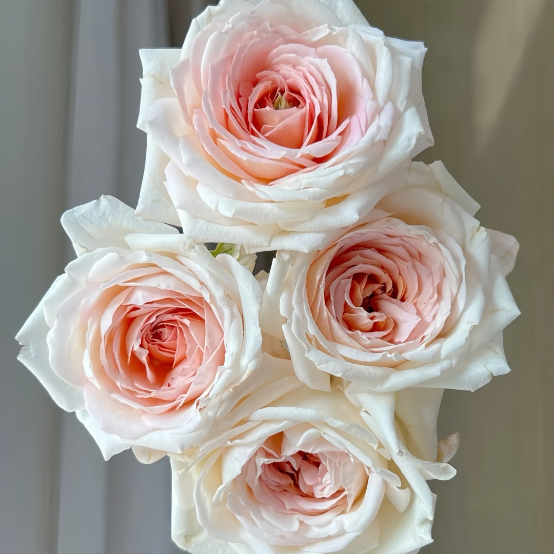 Großherzogin Luise Rose