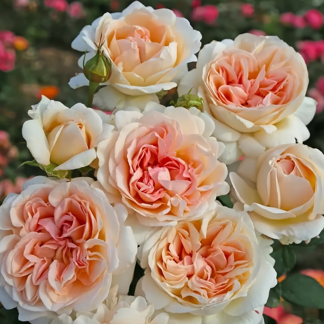 Großherzogin Luise Rose