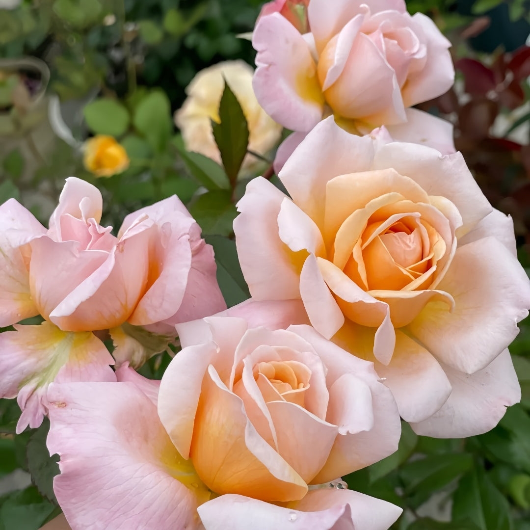 Großherzogin Luise Rose