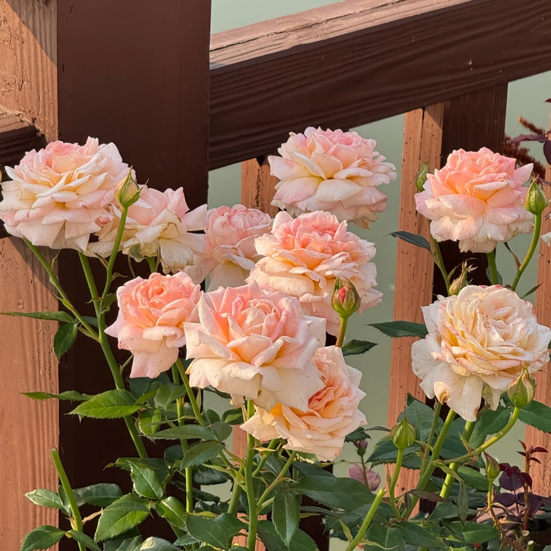Großherzogin Luise Rose