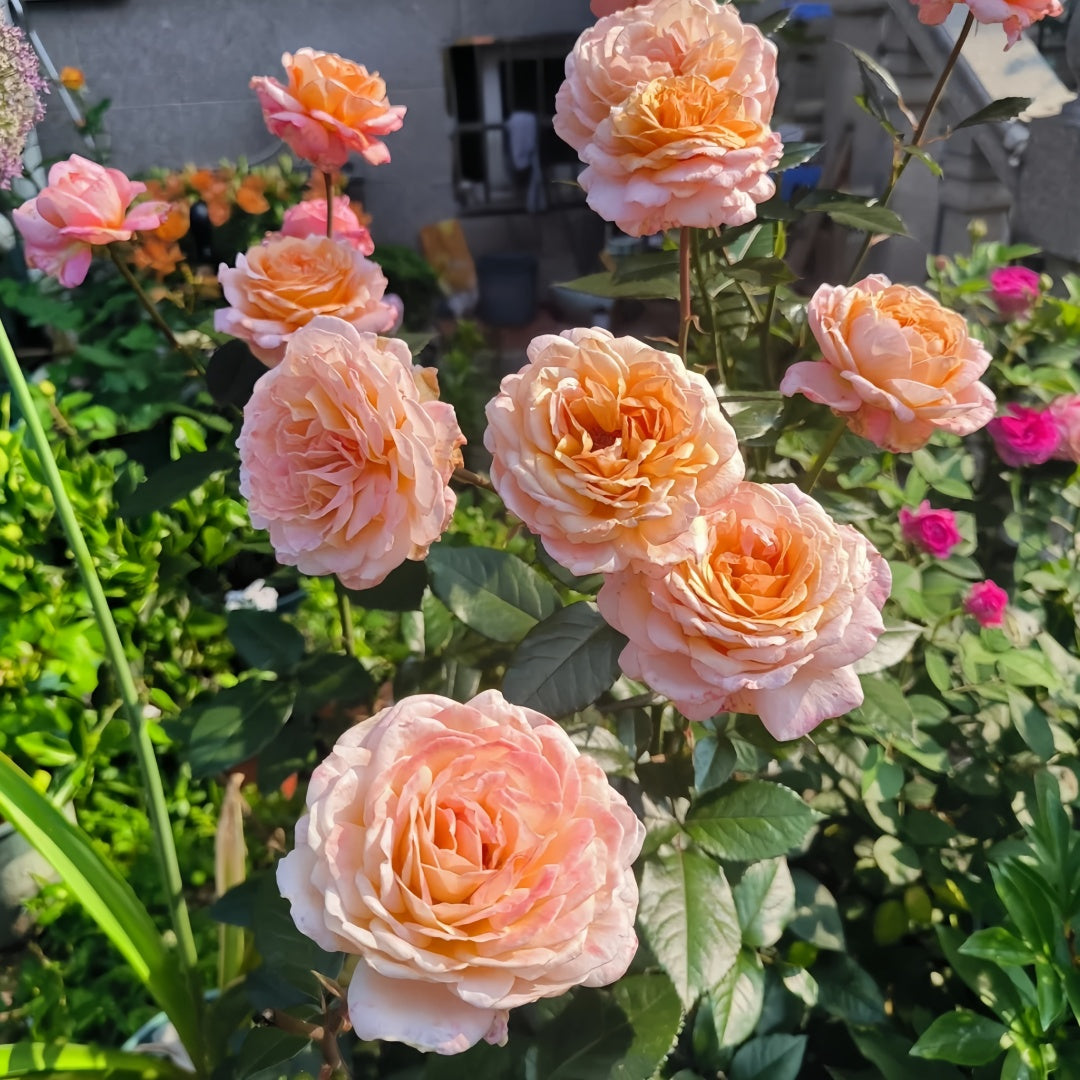 Großherzogin Luise Rose