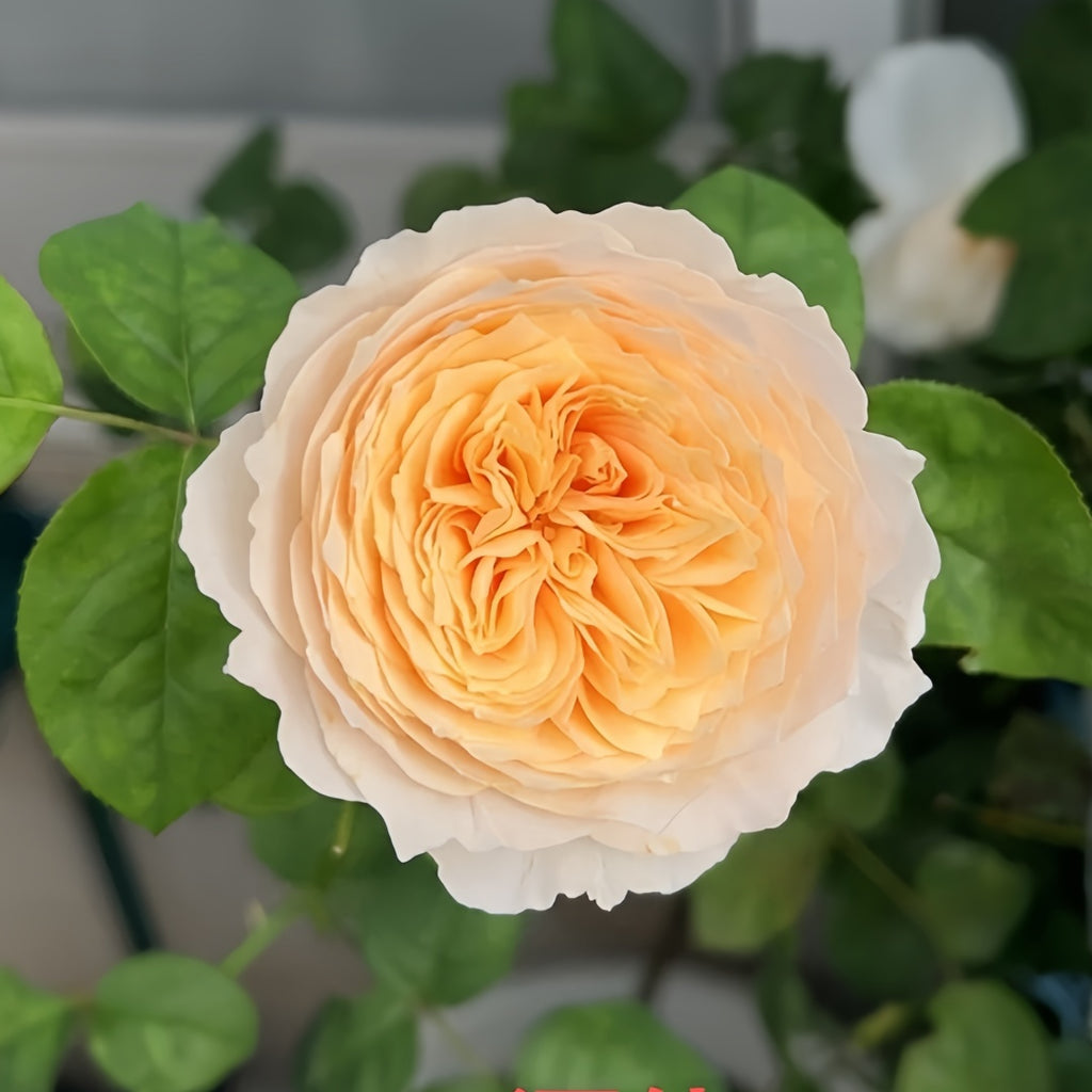 Climbing HANXIAN Rose｜Chinese Climbing Rose – Ergongzy Roses